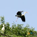 발포해수욕장 이미지