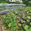 도반농장 이미지