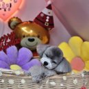 오늘도 예쁜 그루밍 이미지