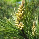 장금이수라상 이미지