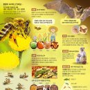 [재미있는 과학] 꿀벌 사라지면 수박·호박·아몬드 못 먹을 수도 있어요 이미지