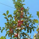 진선미농장 이미지