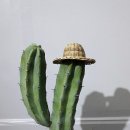 신목농장 이미지