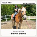 송곡대학교 | 춘천시 지원사업 송곡대학교 학생승마체험 2024 초등학생 10회 교육후기