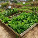 자연과 건강(산야초 이야기) 이미지