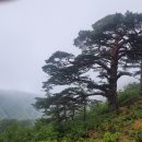 (주)금강송 이미지