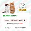 묘리깡 | 부산 고양이 미용 러시안블루 고양이 교감미용 잘하는 묘리깡 후기