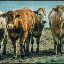 병길축사 이미지