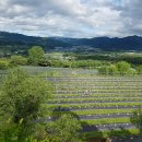 2024년 유기농 블루베리 판매 예약을 시작합니다. 이미지