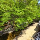 펜션 숲 이미지