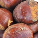 강릉뚜벅이 제13차 여행후기 이미지