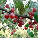 머루다래 이미지