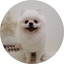 개들의 집 펫살롱 이미지