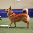 도그 스포지움 이미지