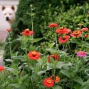 금파1리 할머니 경로당 | 금파1리마을