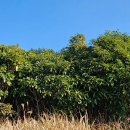 손오공농장 이미지