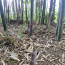 창평면사무소 | [반려견 동반] 담양 애견 동반, 대형견 동반 당일치기 여행 - 3탄(대나무박물관, 메타프로방스, 죽녹원...