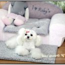 스타일 멍멍 이미지