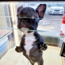 에바다애견 이미지