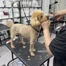 반값애견 이미지