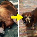 뚱보푸드 이미지