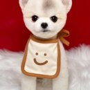 위드독(with dog) 이미지