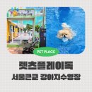 맘마독 | 서울근교 강아지수영장 부천 렛츠플레이독 방문후기