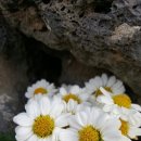 채송화펜션 이미지