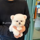 이정훈 강아지 이미지