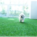 힐링애견샵 이미지