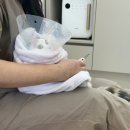 그루밍124 | 천안고양이미용 [묘르신] 발톱 못깎는 고양이 그루밍케어 받은 후기