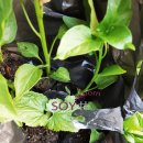 구로애조원 이미지