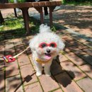 허그독 | 금쪽이 전문 케어 댕치원&lt;허그독&gt;