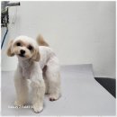 멍뭉살롱 이미지