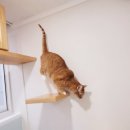 묘랑 고양이 전문호텔 이미지