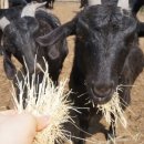 강원도흑염소 이미지