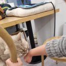 스카이캣명동2호점 이미지