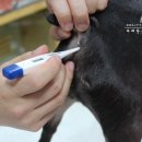 두리틀동물병원 이미지