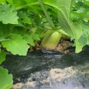 갈치농장 이미지