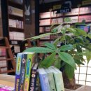 추리천재 엉덩이탐정 시즌2 이미지