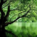 늘 푸른 나무 이미지