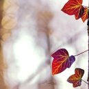 성모님의 장례식 / 송현 로마노 신부 이미지