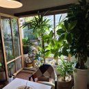 애니스 라자냐 이미지