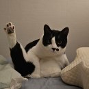 목행초길 | 맛과 멋을 찾아 떠난 충추댐 벚꽃길 당일 여행기 (26년 4월 5일)