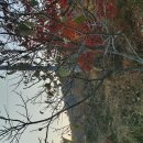 [찬샘뉴스 300/1114]노거수老巨樹와 ‘까치밥’에게서 배운다 이미지