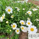 한길농장 Daum카페