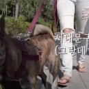 강아지살롱 이미지