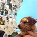 퍼피루미 이미지