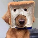 네모강아지 이미지