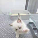 보석헬쓰케어 | 김해고양이분양 보석같은 눈망울, 랙돌분양 드디어 묘연을 맺다!